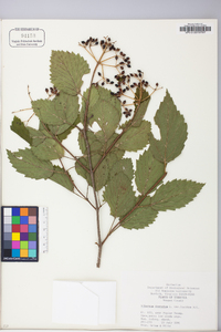 Viburnum dentatum var. lucidum image
