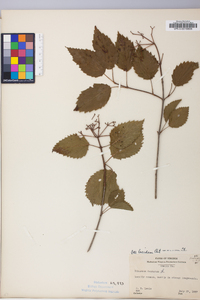 Viburnum dentatum var. lucidum image