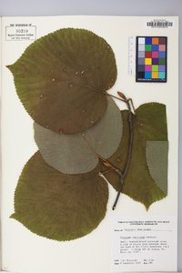 Viburnum lantanoides image