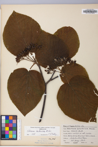 Viburnum lantanoides image