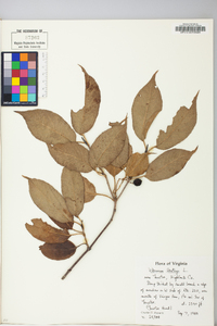 Viburnum lentago image