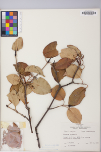 Viburnum lentago image