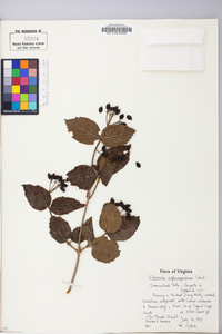 Viburnum rafinesqueanum image