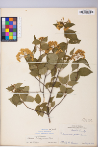 Viburnum rafinesqueanum image