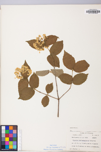 Viburnum rafinesqueanum image