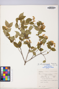 Viburnum rafinesqueanum image