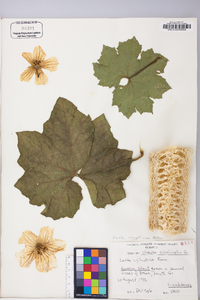 Luffa aegyptiaca image