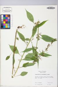 Campanulastrum americanum image