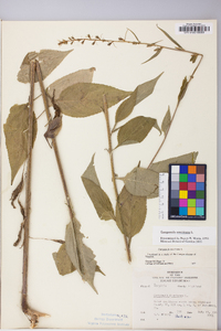 Campanulastrum americanum image