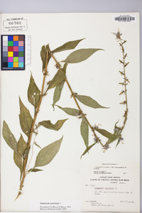 Campanulastrum americanum image