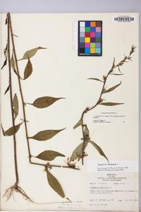 Campanulastrum americanum image