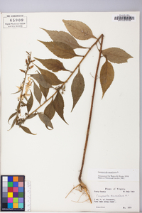 Campanulastrum americanum image