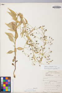 Campanula divaricata image