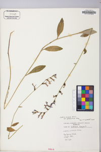 Lobelia georgiana image