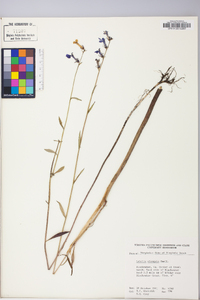 Lobelia elongata image