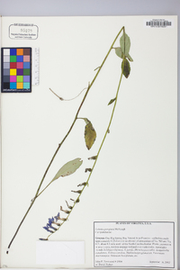 Lobelia georgiana image