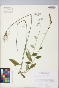 Lobelia georgiana image