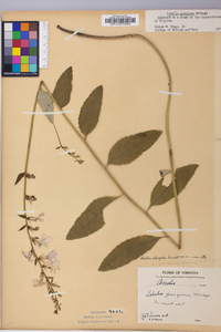 Lobelia georgiana image