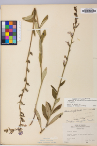 Lobelia georgiana image