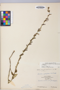 Lobelia georgiana image