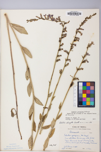 Lobelia georgiana image