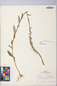 Lobelia spicata var. leptostachys image