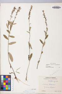 Lobelia spicata var. leptostachys image