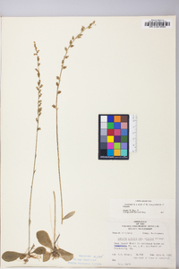 Lobelia spicata var. scaposa image