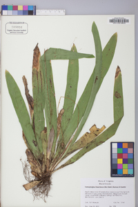 Carex fraseriana image