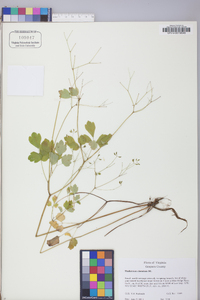 Thalictrum clavatum image