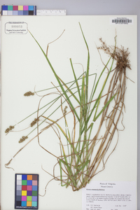 Carex cristatella image