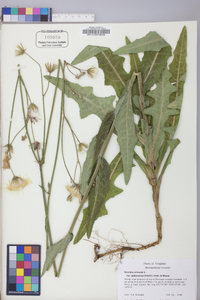 Sonchus arvensis image