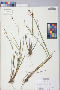 Juncus brevicaudatus image