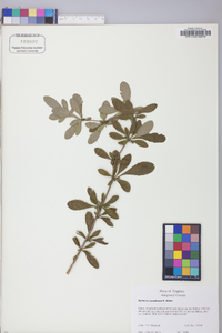 Berberis canadensis image