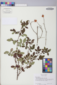 Rosa carolina subsp. subserrulata image