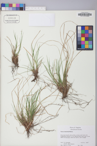 Carex reznicekii image