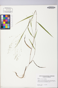 Kellochloa verrucosa image