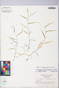 Kellochloa verrucosa image