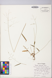 Kellochloa verrucosa image