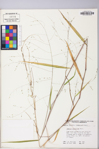 Kellochloa verrucosa image