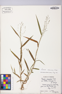 Kellochloa verrucosa image