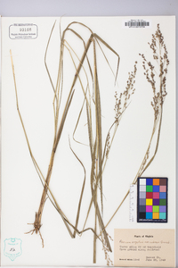 Panicum virgatum var. virgatum image