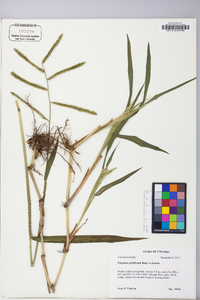 Paspalum pubiflorum image