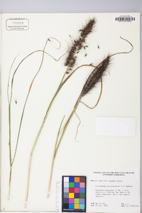 Pennisetum alopecuroides image