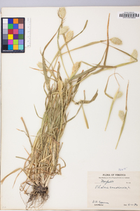 Phalaris canariensis image