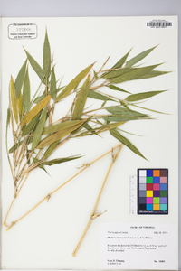 Phyllostachys aurea image