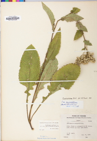 Parthenium auriculatum image