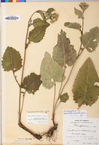 Parthenium auriculatum image