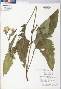 Parthenium auriculatum image