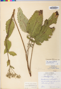 Parthenium auriculatum image